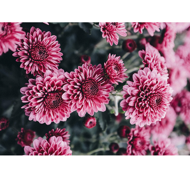 Chrysanthemum Blossom flower wall mural - TenStickers