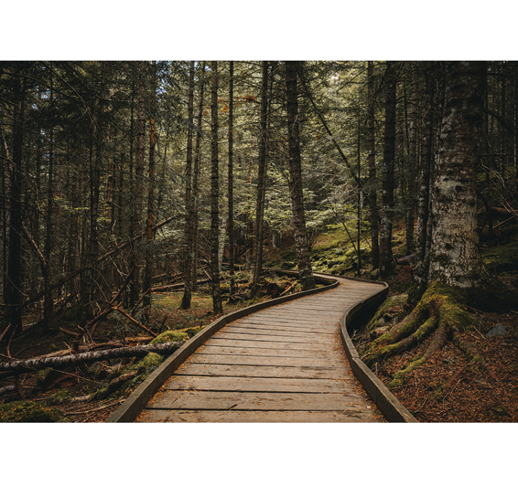 Forest wallpaper wooded pathway scene - TenStickers