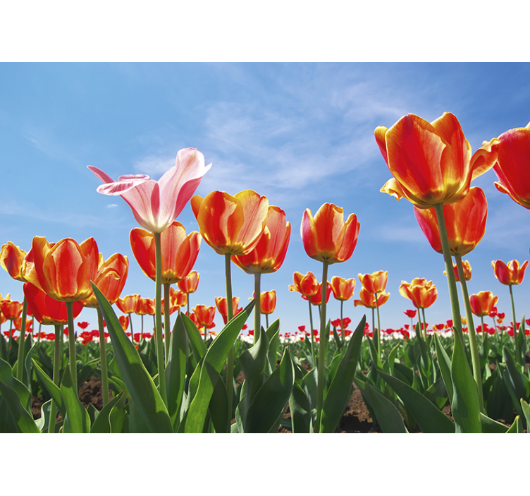 Flower wall mural lively tulip meadow - TenStickers