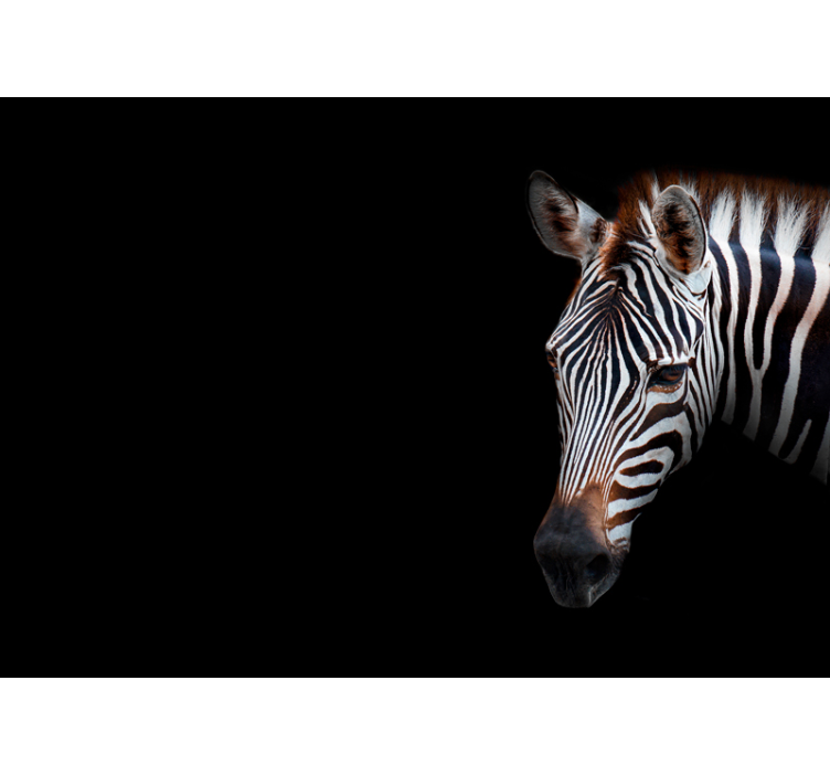 Zebra detail portrait animals wall mural - TenStickers
