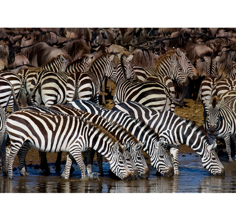 Zebras in Motion animals wall mural - TenStickers