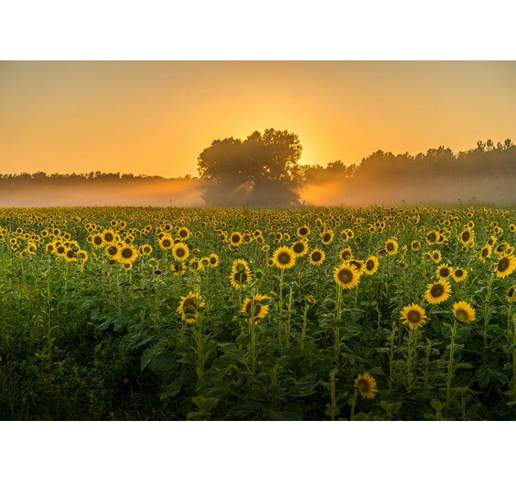 Sunflower Field Sunset flower wall mural - TenStickers