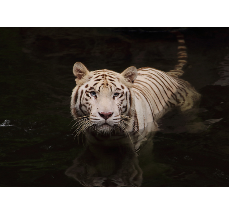 White Tiger Gaze animals wall mural - TenStickers