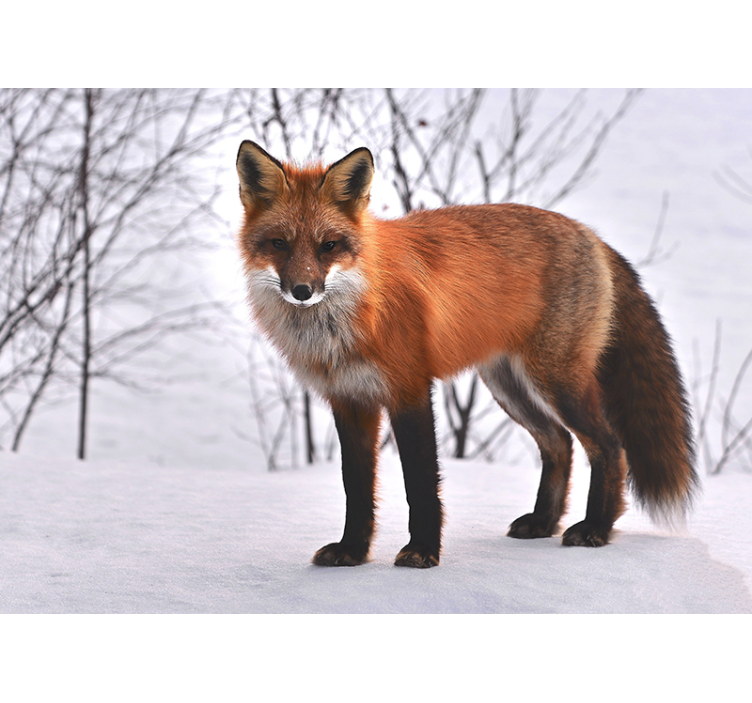 Majestic Fox Portrait animals wall mural - TenStickers