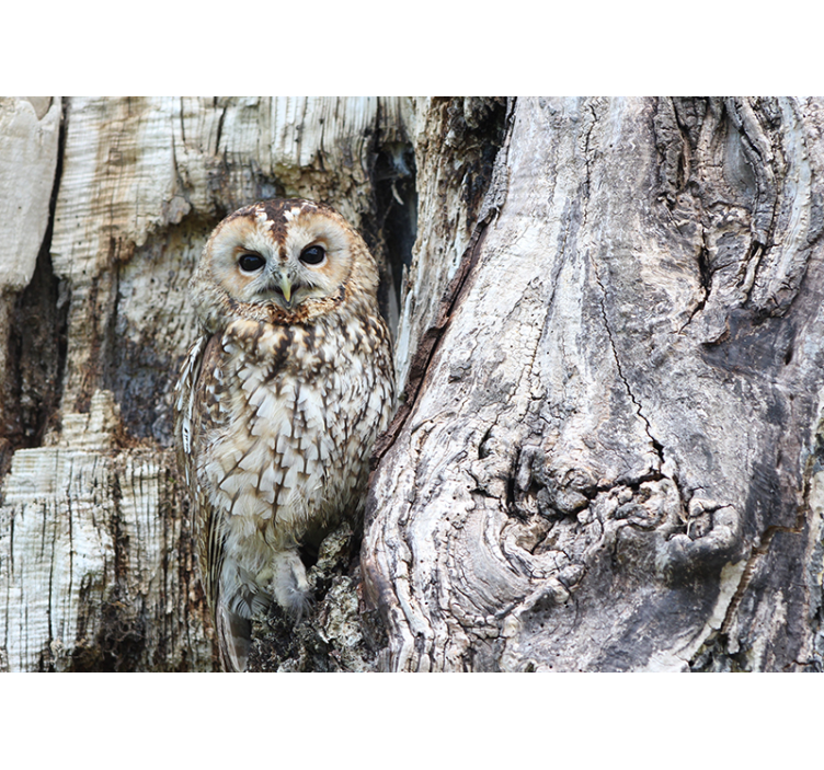 Wise Owl Portrait animals wall mural - TenStickers