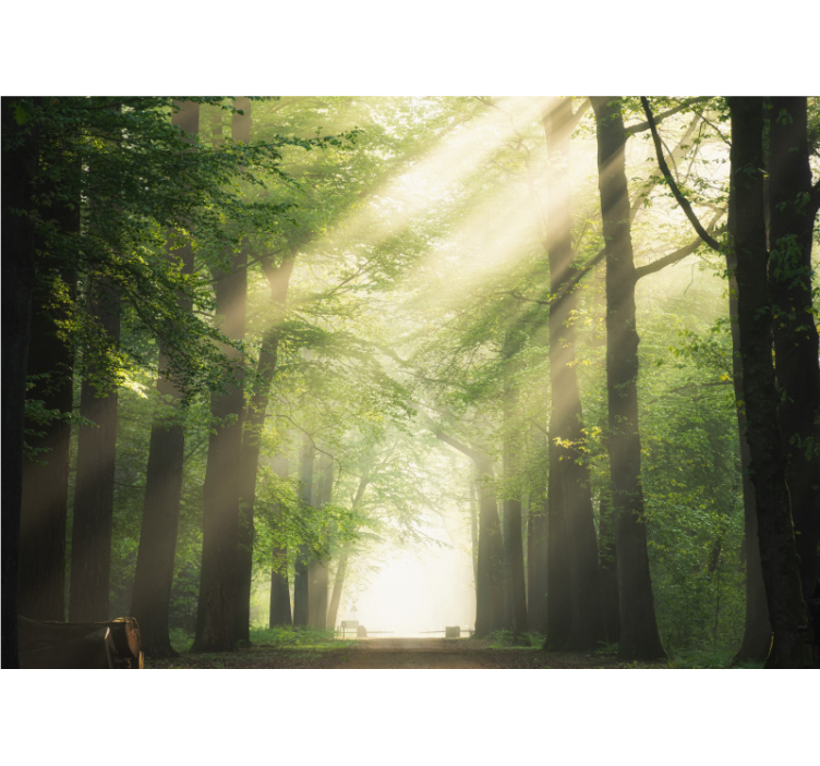 Wall mural nature radiant forest landscape - TenStickers