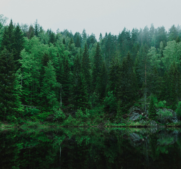 deep forest tree wall mural - TenStickers