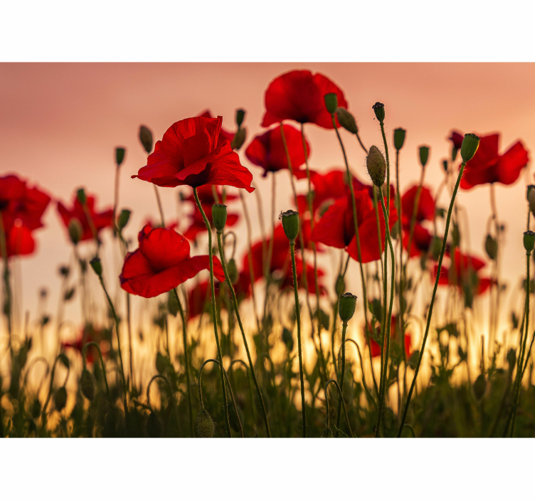 Poppies with a sunset Poppy Wall Mural - TenStickers