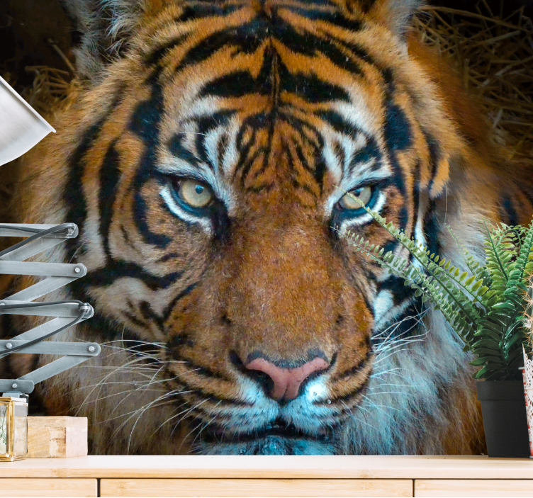 Animals wall mural regal tiger artwork - TenStickers
