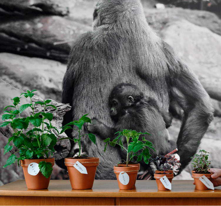 Mother and baby gorilla animals wall mural - TenStickers