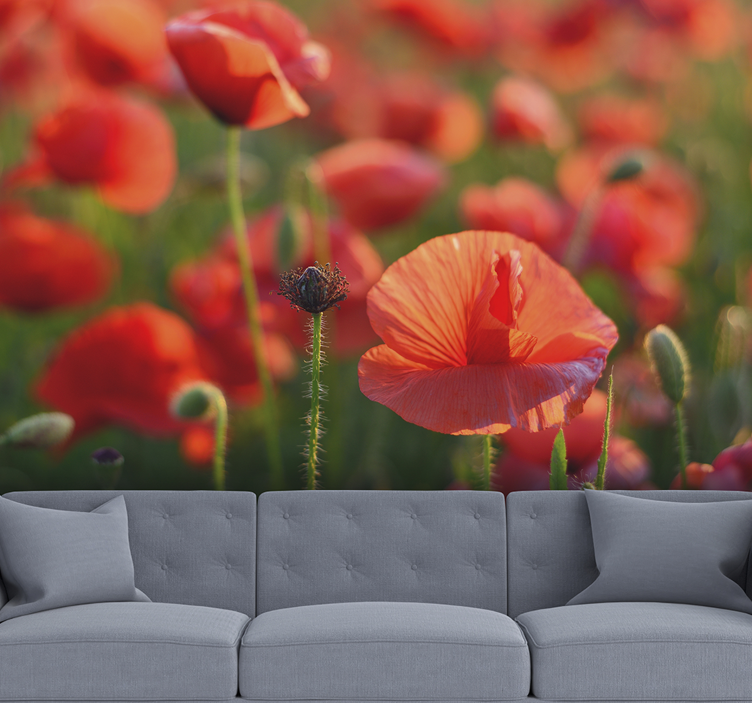 Vibrant red field poppy wall mural - TenStickers