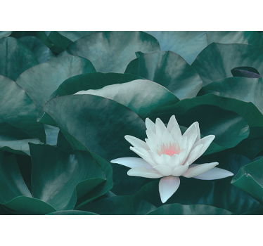 Lotus Bloom close-up flower 3D wallpaper - TenStickers