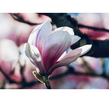 Orchid wall mural gentle pink blossom - TenStickers