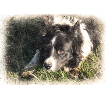 Custom vintage effect dog poster - TenStickers