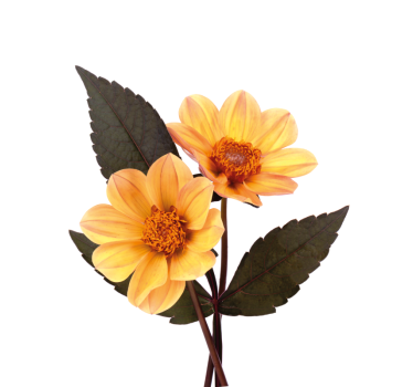 Two flowers flowers poster - TenStickers
