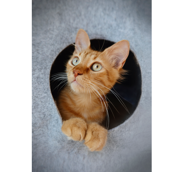 Peeking cat poster print - TenStickers