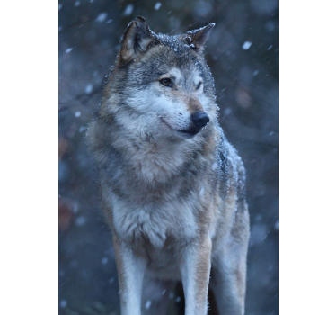 Wolf in the snow animal poster - TenStickers