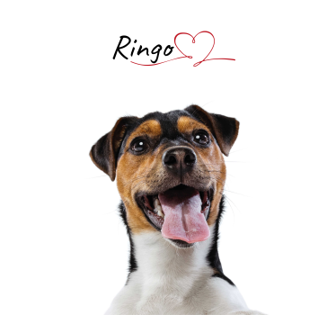 Custom Dog love poster - TenStickers