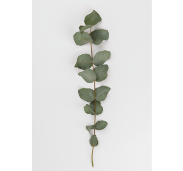 Eucalyptus leaves tree poster - TenStickers