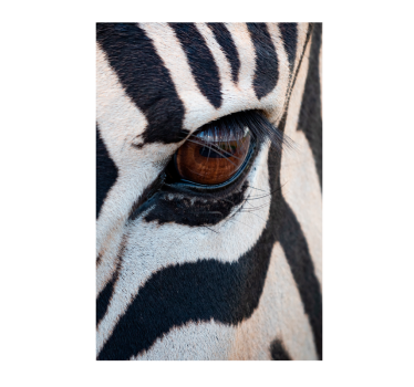 Zebra eye animal wall poster - TenStickers