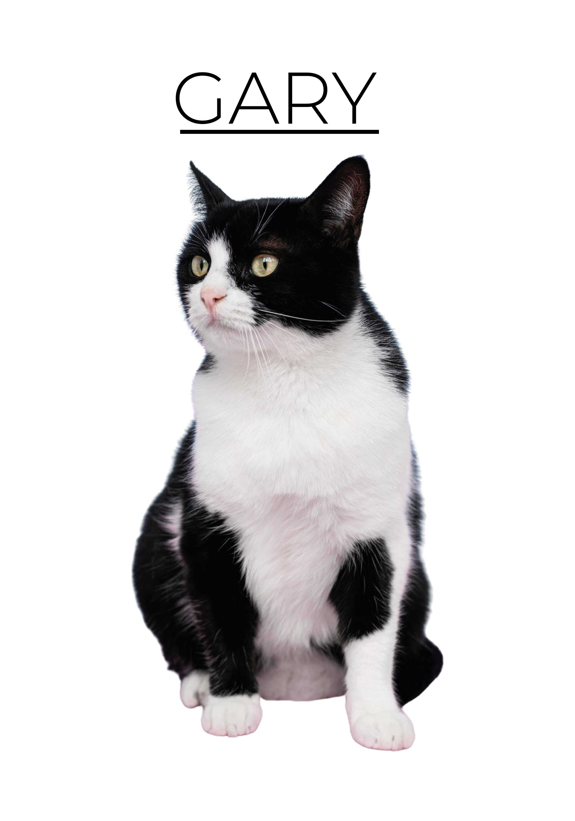 Personalised minimalist design cat poster - TenStickers