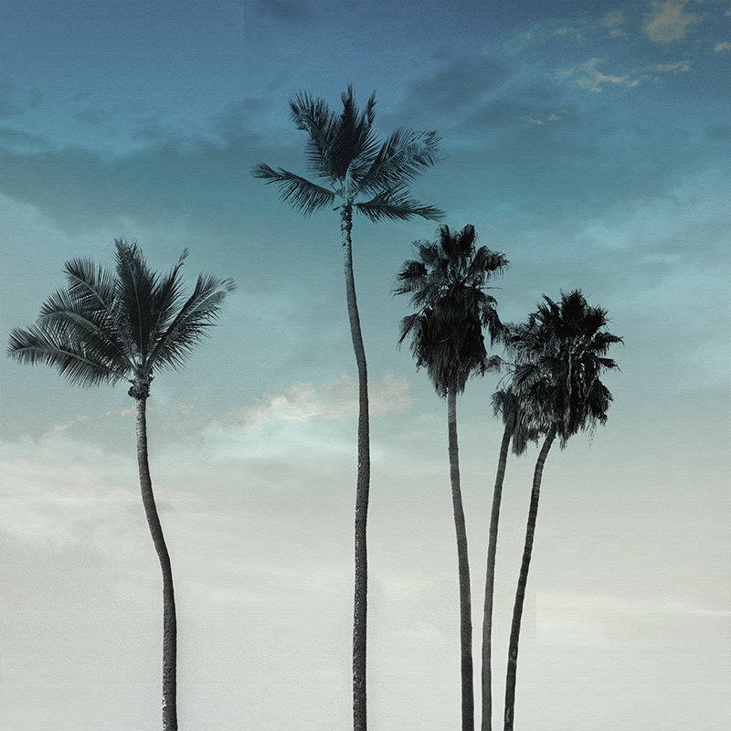 Living room poster of five tall palm trees design - TenStickers