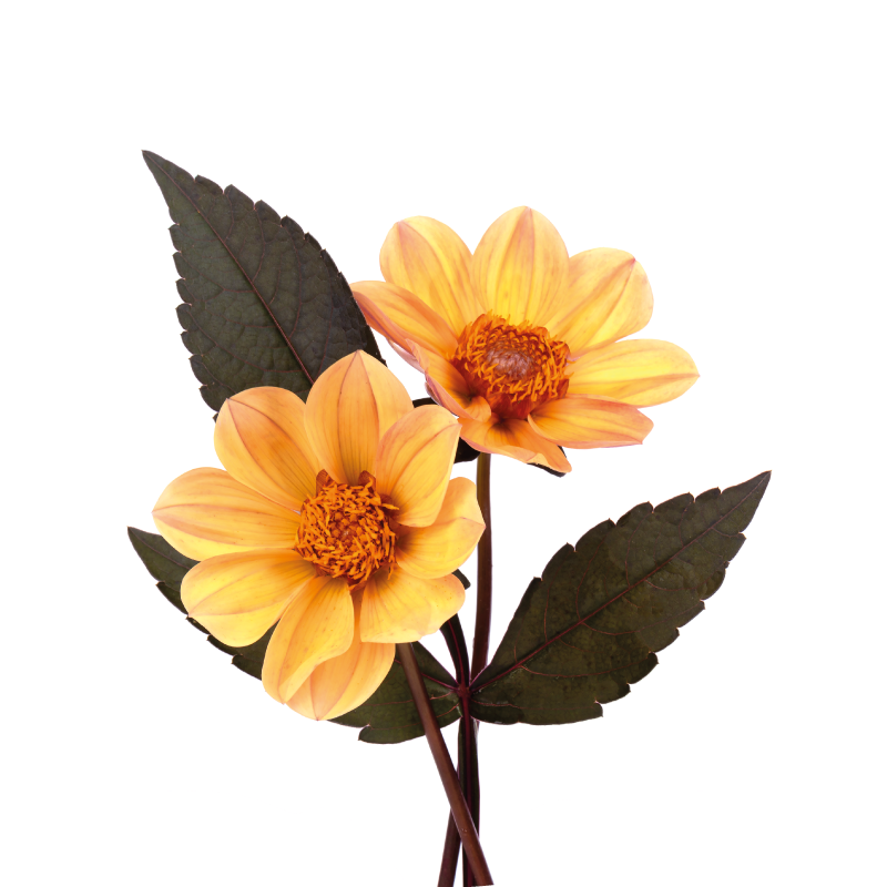 Two flowers flowers poster - TenStickers