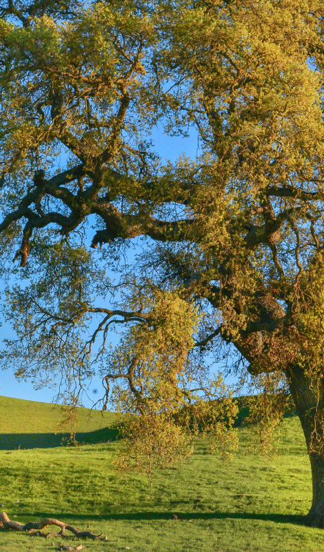 Tree poster 3d nature tree design print - TenStickers