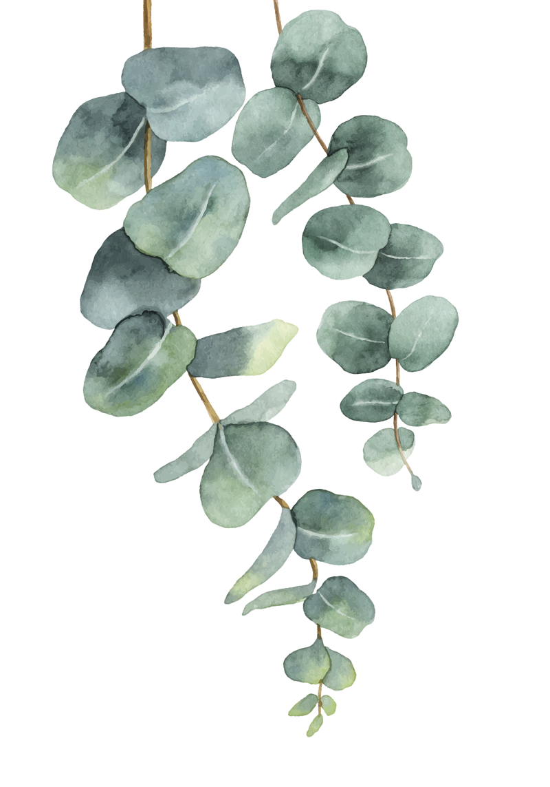 Tree poster eucalyptus twigs - TenStickers