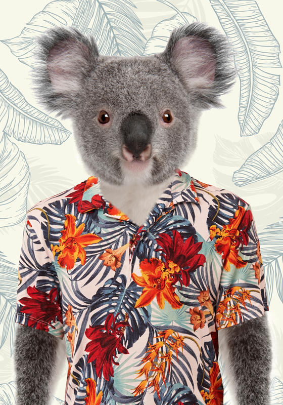 Elegant koala poster for teenager - TenStickers