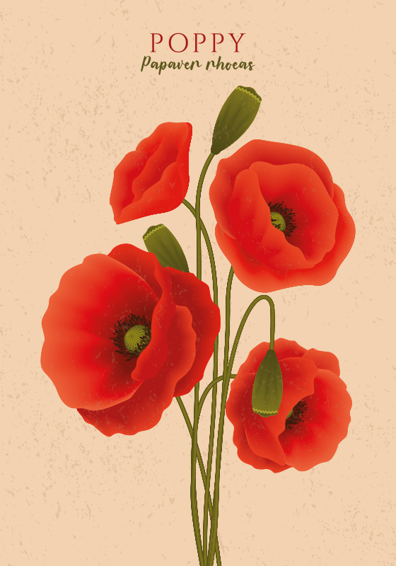 Poppies Illustrated Flower Poster - TenStickers