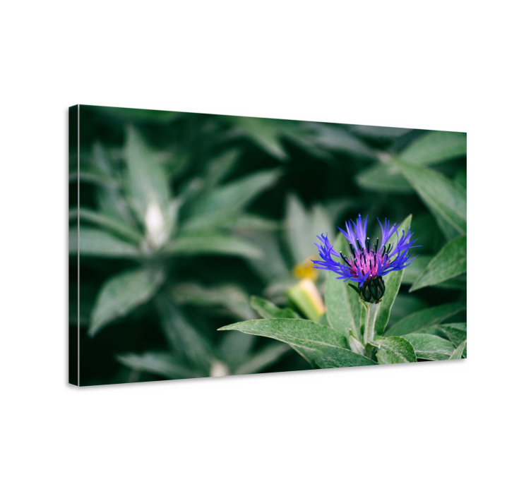 Delicate purple blossom flowers canvas - TenStickers