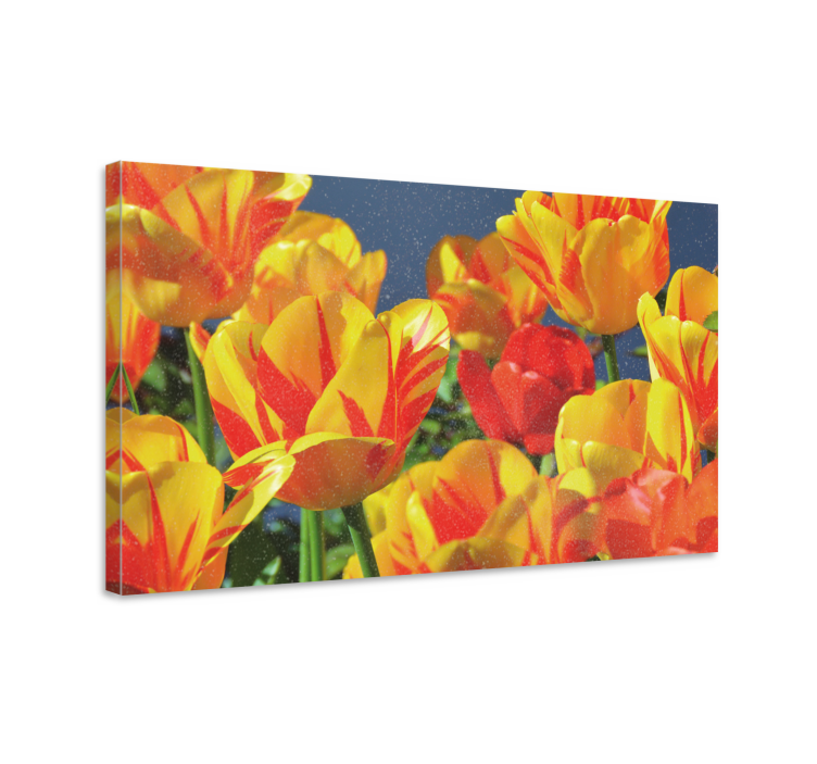 Flowers canvas vibrant tulip blooms - TenStickers
