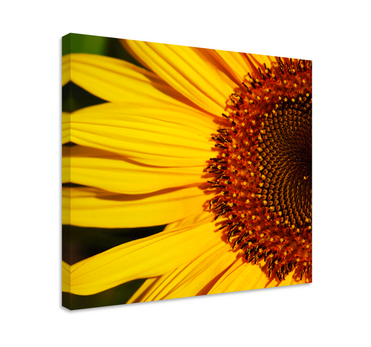 Sunflower petals detail flower canvas - TenStickers