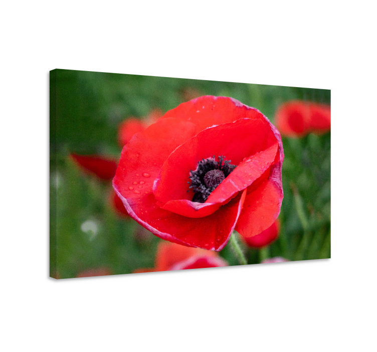 Flower canvas close-up poppy flower art - TenStickers