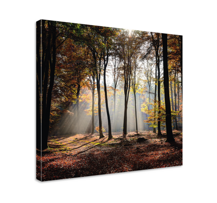Landscape canvas forest light beams - TenStickers