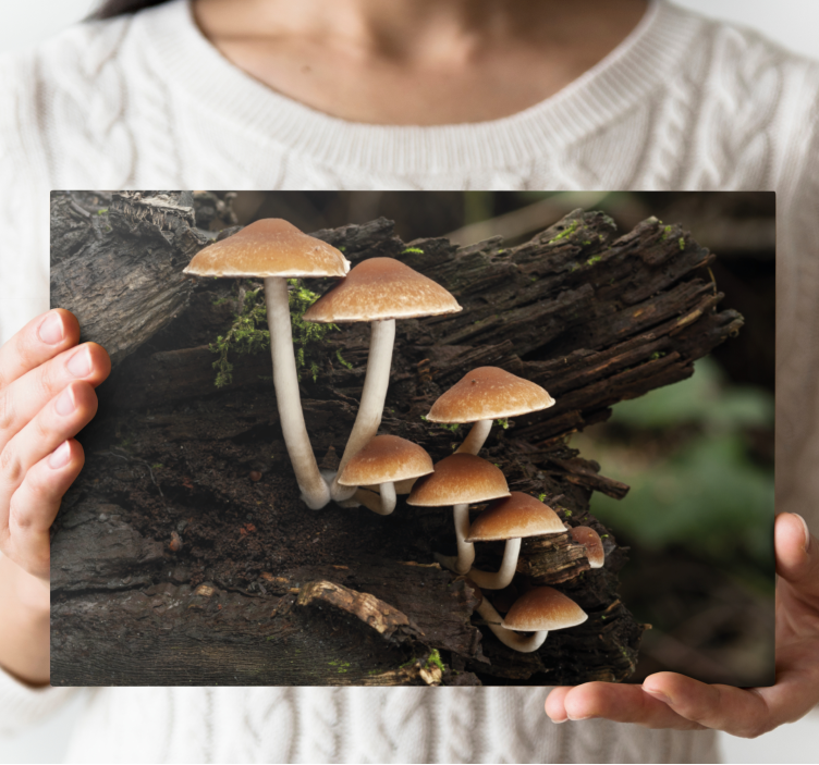 Flowers canvas mushroom arrangement - TenStickers