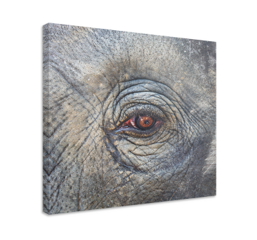 Elephant wallart elephant eye detail - TenStickers