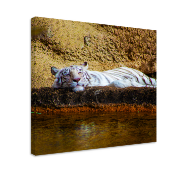 Tiger resting animal canvas - TenStickers