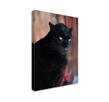 Leopard stalking 3D canvas pictures - TenStickers