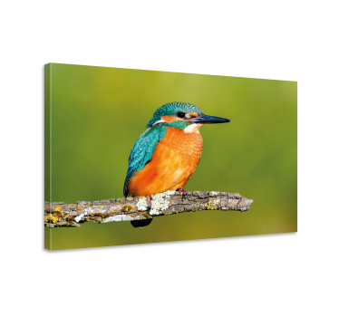 Kingfisher photo bird canvas art - TenStickers
