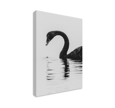Black Swan bird canvas art - TenStickers