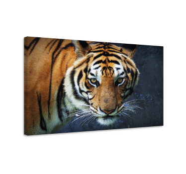 Tiger photography animals on canvas - TenStickers