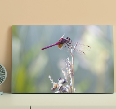 Dragonfly canvas elegant dragonfly perched - TenStickers