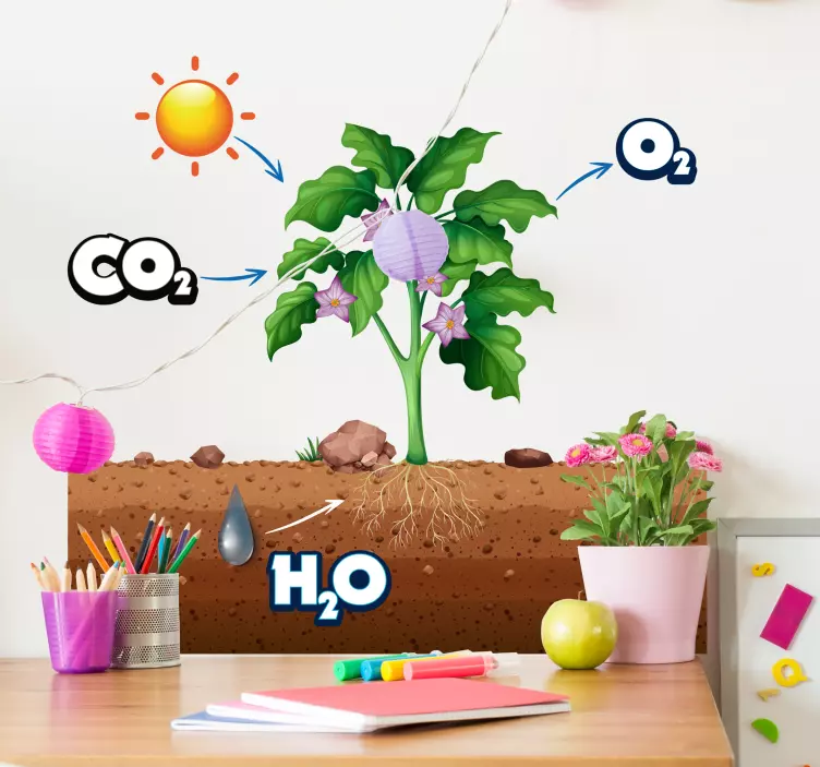 photosynthesis diagram educational plant wall sticker - TenStickers