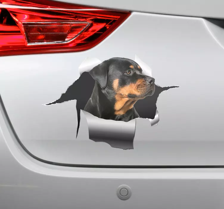 Rottweiller hole car sticker - TenStickers