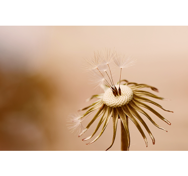 Beige dandelion furniture sticker - TenStickers