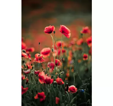 Polish poppy flowers window decal - TenStickers