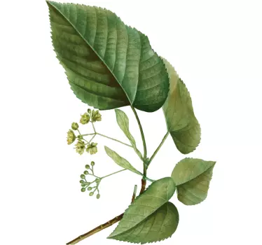 Leaf Linden plant wall sticker - TenStickers