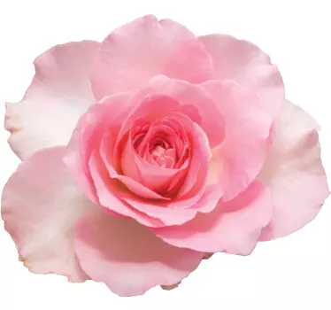 Pink rose blossom flower wall sticker - TenStickers